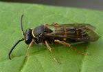Nysson spinosus